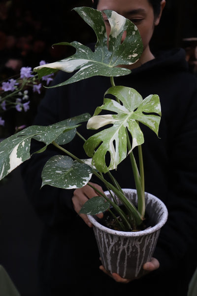 斑入りモンステラ3.5号