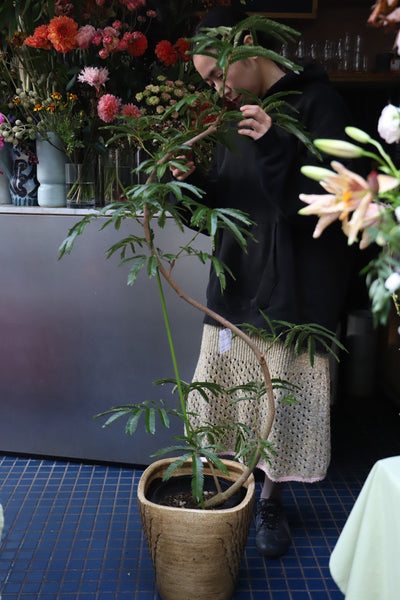 [リトル便] エバーフレッシュ8号