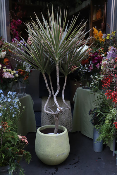 [リトル便] ドラセナコンシンネ8号