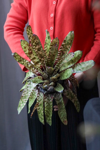 Aechmea Orlandiana seeding