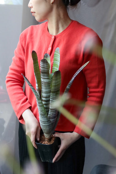 Aechmea Chantinii Nude