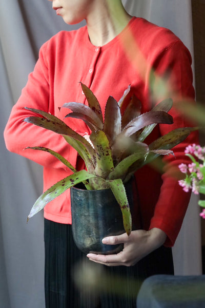Aechmea freckles