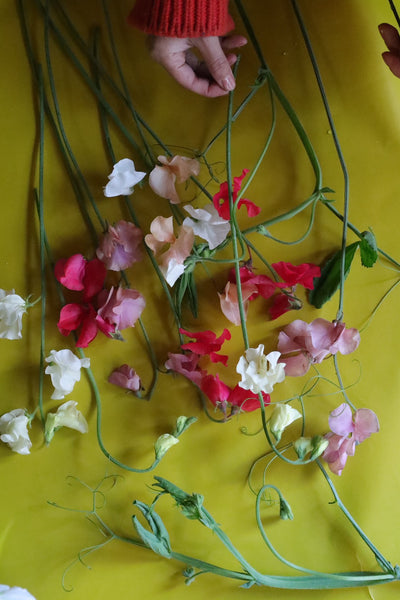 ファームたかおのスイトピー