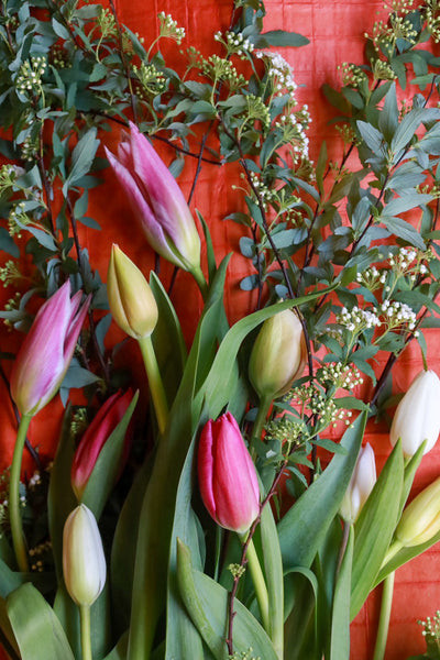 コデマリとチューリップ