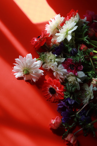 [出荷日限定] アネモネ八重咲き