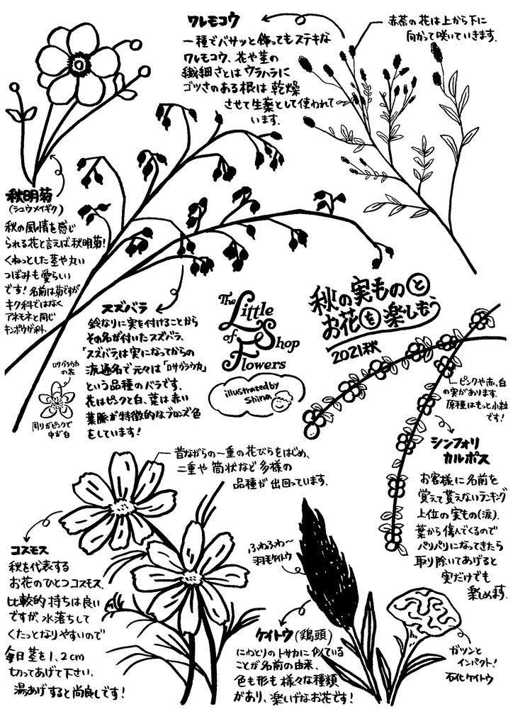 秋の草花
