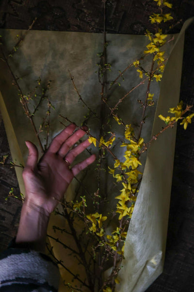 お部屋に枝物、レンギョウ